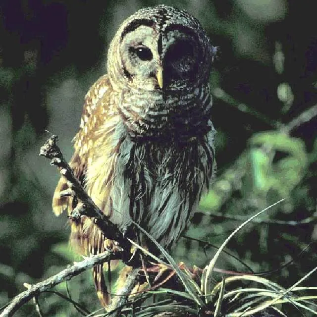 thumbnail for publication: Barred Owl (Strix varia)